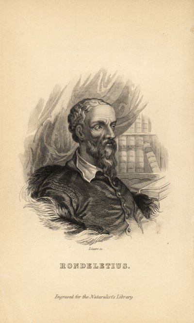 Guillaume Rondelet, Professor of Medicine at the University of Montpellier, France, Naturalist and Botanist, 1507-1566 by Unknown